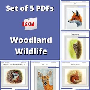 How to Paint Woodland Animals in Realistic Watercolour, Watercolour Wildlife Art, Fur & Feather Painting Tutorials, Illustration Fine Art