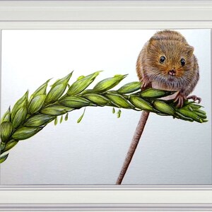 The finished harvest mouse painting shown in a white frame.