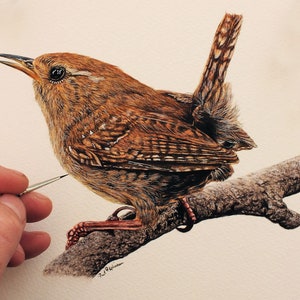 Paul finishing off a very finely detailed watercolour painting of a wren bird.  This little brown bird is perched on a twig, and has a characteristic cocked tail.  It has fine patterns within its wings and tail.