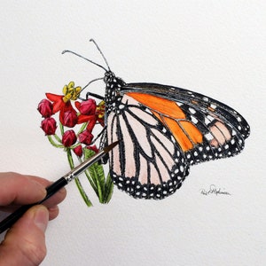Paul working on a pen and wash study of a monarch butterfly as it rests on a red and yellow flower.  The insect has orange on its upper wing, whereas the lower wing is paler.  Both have a lot of dark spotty patterns on them.