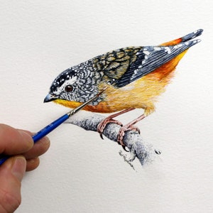 Paul finishing off a highly detailed watercolour painting of a Spotted Pardalote bird.  This is a small orange, black, grey and white bird, and it is perched on a small twig looking to the left.  Paul's brush is showing too.