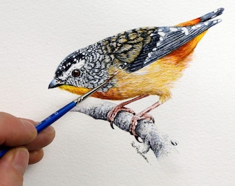 Originele aquarel vogelschilderij, realistische gevlekte Pardalote illustratie, Australische Wildlife Art