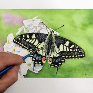 May include: A watercolour painting of a swallowtail butterfly with black, yellow and white markings. The butterfly is perched on white flowers with green leaves in the background. The artist's signature is visible in the bottom right corner.