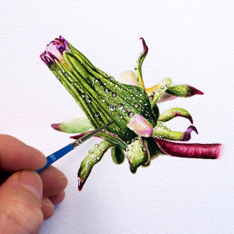 Paul finishing off an illustration of a dandelion seed head.  The flower is at the stage before it opens into the familiar clock.  It has a lot of deep pink on the tip of the bud, the ends of the sepals and in thes stem.