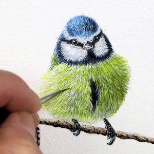 Paul finishing off painting a blue tit bird, this is a colourful bird with a blue head, white cheeks and black head markings.  It has a bright yellow/ green chest.  The bird is sat on a branch and is painted in tiny details.