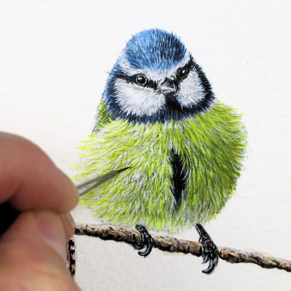 Tutorial de pintura en acuarela de un herrerillo común: ilustración detallada (lección en PDF)