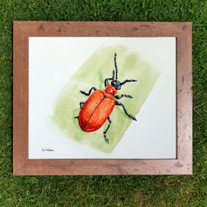 ORIGINAL Watercolour Insect Illustration, Watercolour Wildlife Artwork, Scarlet Lily Beetle Painting, Realistic Watercolor Art, Insect Gift image 2