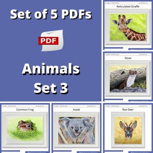 Learn to Paint Realistic Animals in Fine-Detailed Watercolours, Illustration Style Watercolor Paintings