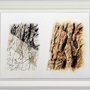 The bark study paintings in a white frame. On the left is worked in 3 sections, first the drawing with a wash, the second with some pale details and the third completed.  This side is painted in mono tones.  On the right, the coloured version.