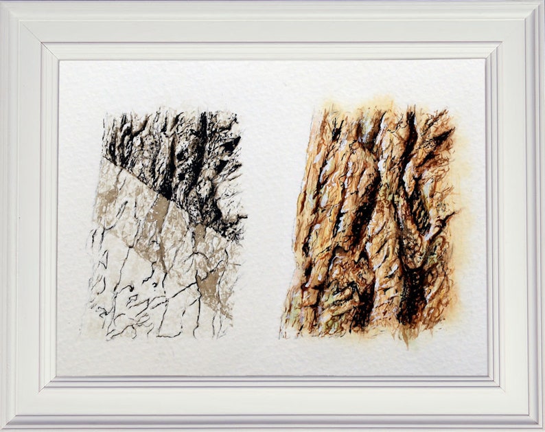 The bark study paintings in a white frame. On the left is worked in 3 sections, first the drawing with a wash, the second with some pale details and the third completed.  This side is painted in mono tones.  On the right, the coloured version.