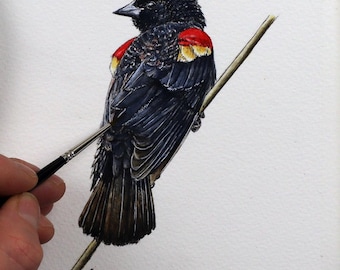 ORIGINAL Ink & Wash Watercolor Study of a Blackbird, with Illustration Style Fine Art Detail