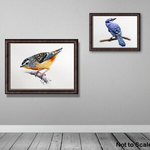 The pardalote painting displayed in a dark frame on a wall, with a painting of a blue jay bird hung alongside.