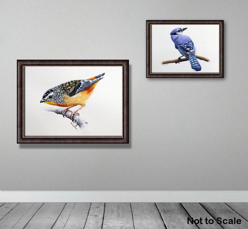 The pardalote painting displayed in a dark frame on a wall, with a painting of a blue jay bird hung alongside.