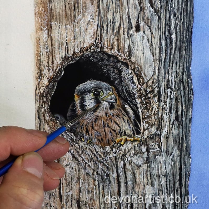 Paul finishing off a watercolor painting of an American Kestrel chick as it looks out the hole of a tree.  This is a brown bird with a spotted chest and grey head.