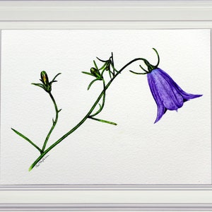 The finished watercolor painting of a wild harebell flower, showed in a white frame.
