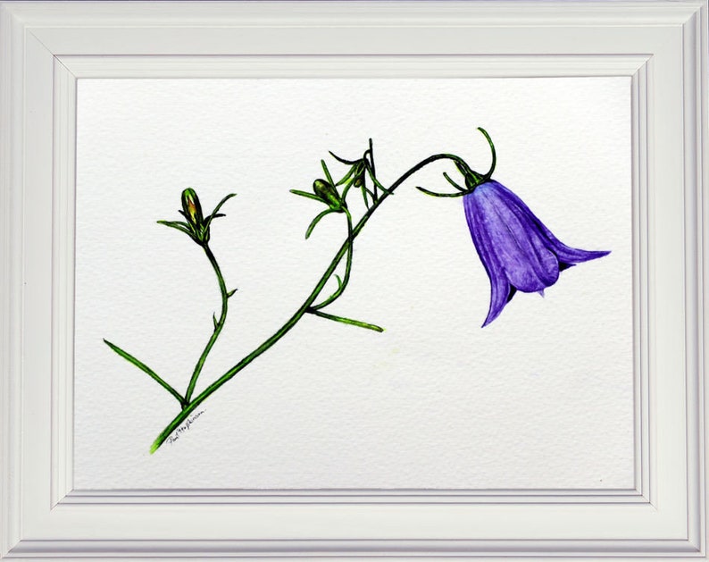 The finished watercolor painting of a wild harebell flower, showed in a white frame.