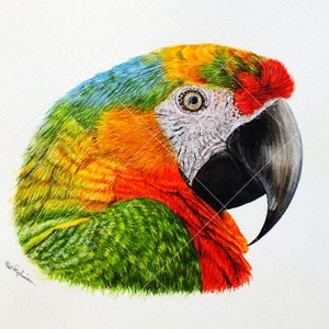 The original painting of the macaw parrot without a frame or Paul's hand showing.