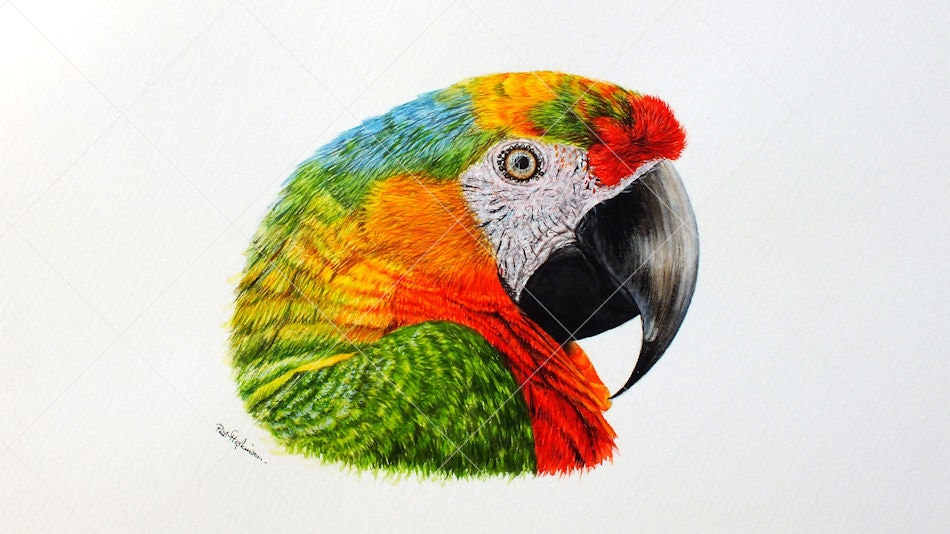オリジナル水彩コンゴウインコの絵画：リアルな鳥の肖像画、5.2x4.5