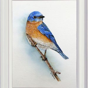 The completed bluebird painting in a white, portrait style frame.  The bird and twig are sort of diagonal across the frame.