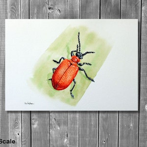 ORIGINAL Watercolour Insect Illustration, Watercolour Wildlife Artwork, Scarlet Lily Beetle Painting, Realistic Watercolor Art, Insect Gift image 9