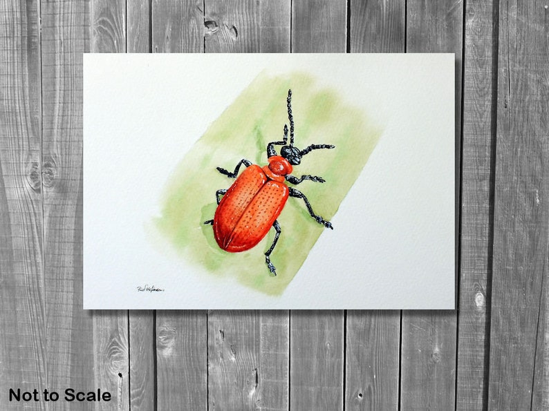 ORIGINAL Watercolour Insect Illustration, Watercolour Wildlife Artwork, Scarlet Lily Beetle Painting, Realistic Watercolor Art, Insect Gift image 9