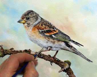 How to Paint Realistic Birds in Watercolour, Fine Detail Brambling Illustration, Online Painting Lesson