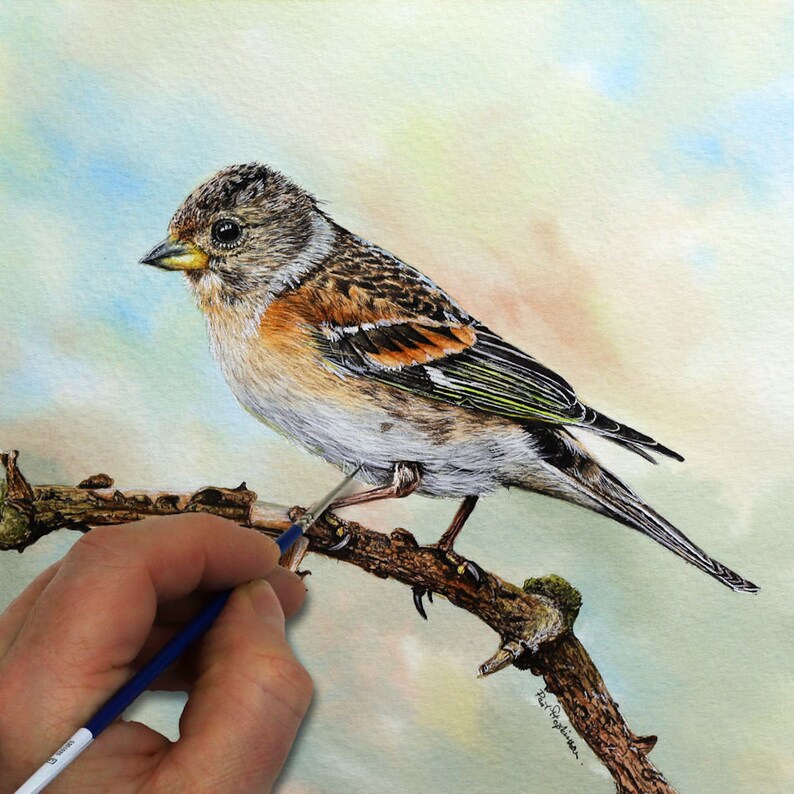 Paul is finishing off painting a small bird called a Brambling.  This is perched on a branch, and is a brown, white, orange, black and grey bird.  It has a lot of patterning for a small bird.  The bird is realistic looking.