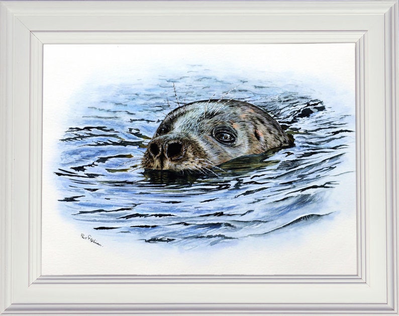 The seal painting in a white frame.  This study focuses on a seal in the water, so just a head above the ripples of the water.  The water is blue, and the seal a bluey grey colour.