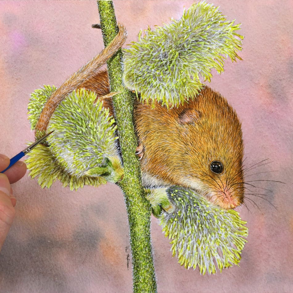 Original Watercolour Harvest Mouse Painting Realistic Fine Etsy 日本