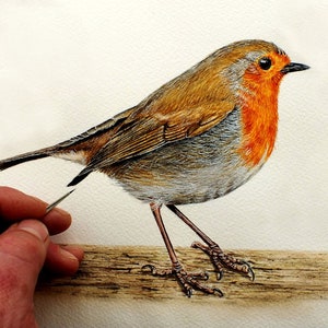 Paul's hand is to the left of a painting of a Robin.  The bird is stood on a piece of wood, it is mainly brown, with an orange/red chest and face, and a grey underbelly.  It has a small black eye and beak.