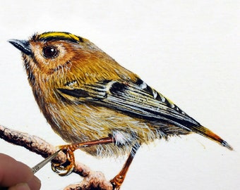 Tutoriales de Arte de Aves de Jardín, Aprende a Pintar en Acuarela con una Lección Paso a Paso en PDF, Ilustración en Acuarela
