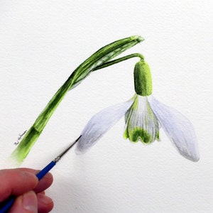 Snowdrop Watercolour Painting Lesson, Learn to Paint White Flowers in Watercolor, Botanical Style Illustration