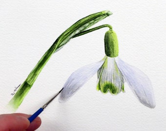 Lekcja malowania akwarelami przebiśniegów, naucz się malować białe kwiaty akwarelą, ilustracja w stylu botanicznym