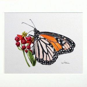 The monarch painting in a cream mount.