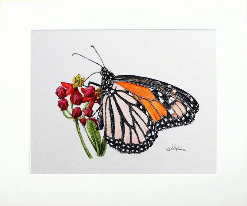 The monarch painting in a cream mount.