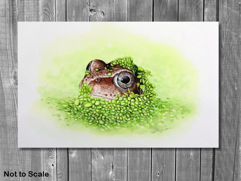 The frog painting shown against a grey, wood panelled wall as though the image is a canvas picture.