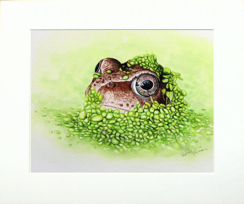 The original frog painting in a cream coloured mount.