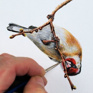 Learn to Paint Birds in Watercolour, Realistic Goldfinch Step by Step PDF Tutorial, Illustration Painting Lesson, Watercolor Wildlife Art