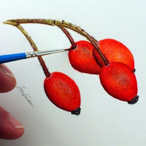 Paul finishing off his illustration of the rose hips.  This is a cluster of 4 bright red hips.  Each is an elongated oval shape, with a dark tip.  Paul is shown holding his tiny detail brush.