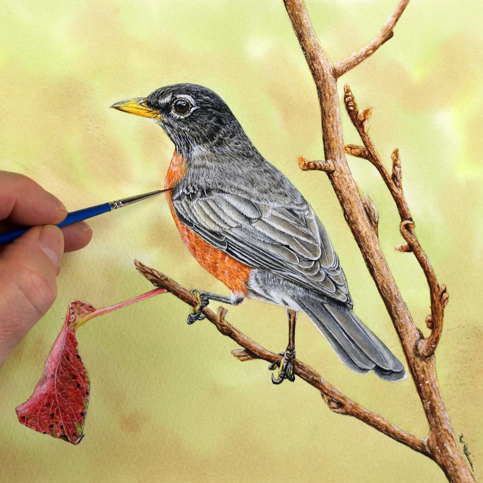 Original Watercolor American Robin Painting Realistic Etsy