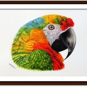 The macaw picture in a dark frame with a white mount