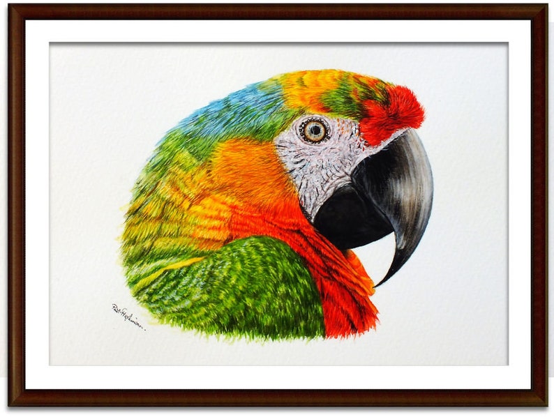The macaw picture in a dark frame with a white mount
