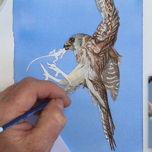 Paul is using a tiny brush in this photo to add realistic fine details to the bird's plumage.  The wings are mainly brown with grey patterning, and the legs a pale grey.