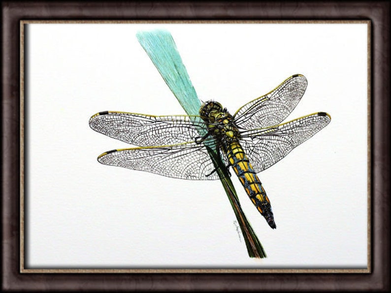 ORIGINAL Watercolour Dragonfly Painting, Realistic Wildlife Watercolor Art, Illustration Fine Art Detail, Animal Wall Art, Insect Gift image 4