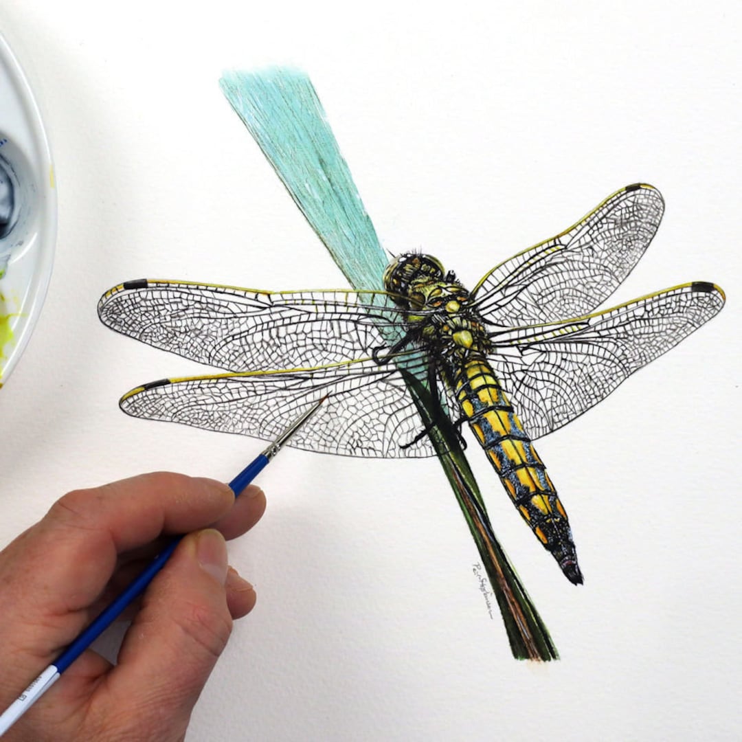 ORIGINAL Watercolour Dragonfly Painting, Realistic Wildlife Watercolor