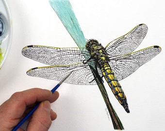 ORIGINAL Watercolour Dragonfly Painting, Realistic Wildlife Watercolor Art, Illustration Fine Art Detail, Animal Wall Art, Insect Gift