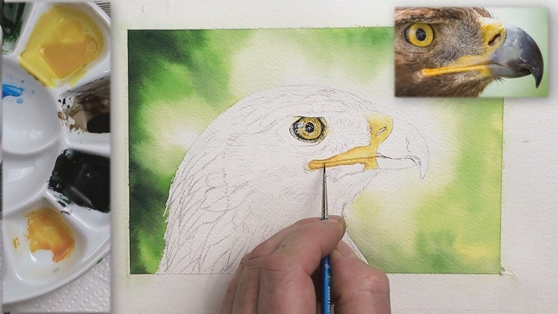 Paul has painted the eye in this photo, and is working on the yellow section of the beak.  This forms the gape which runs back just below the eye.