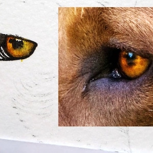 An early photo of Paul's painting as he works on the fine detail within the eye.  This is a mix of oranges and yellows and is looking to the left.