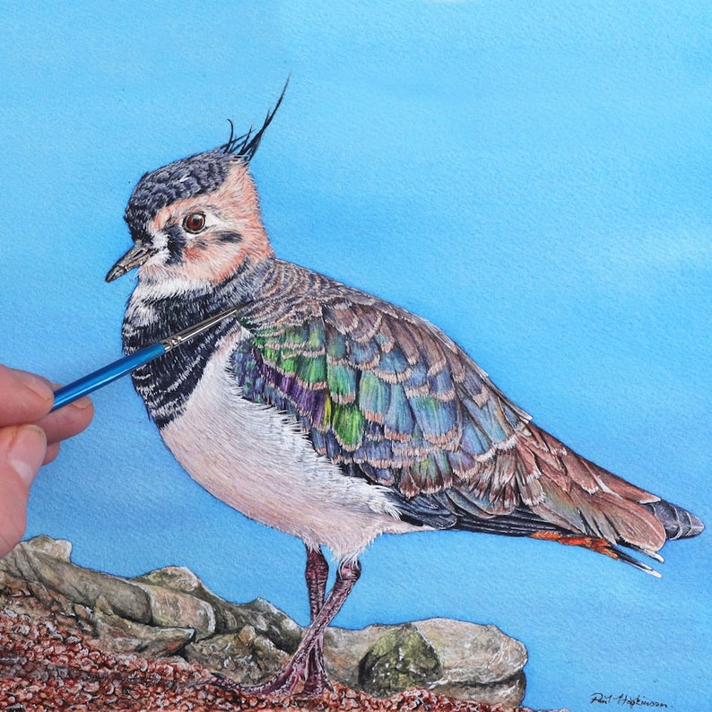 Paul finishing off a highly detailed painting of a lapwing bird.  The bird is on a shoreline, it has a black and orange head, black bib and white belly. Its wing feathers are iridescent, blues, purples, greens and browns.  The painting is realistic.