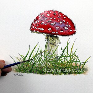 A pen and wash study of a Fly Agaric toadstool.  This is the iconic red and white spotted toadstool that is often seen in fairy tales. The fungi is growing amongst grass and earth.  It is painted in fine detail with a tiny brush.